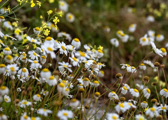 Villa Ariste With Stunning Views Near Fiscardo Kacaráta képek